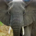 elefanten (27) (Foto: Daniel Schneeberger)